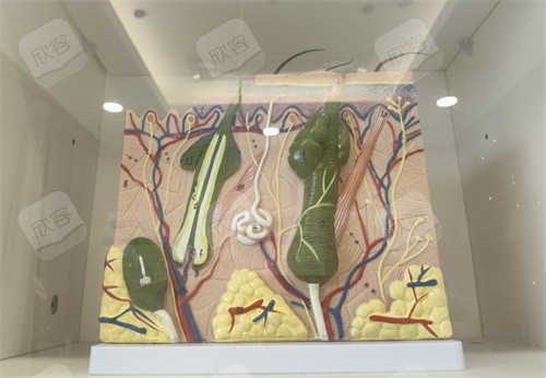 毛囊模型展示图 毛囊模型展示图