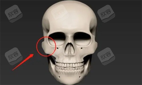 颧骨颧弓位置动画图 颧骨颧弓位置动画图