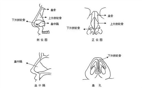 隆鼻结构展示图 隆鼻结构展示图