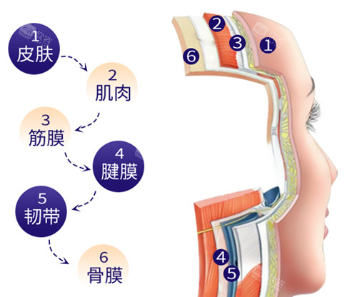 皮肤层次图示 皮肤层次图示
