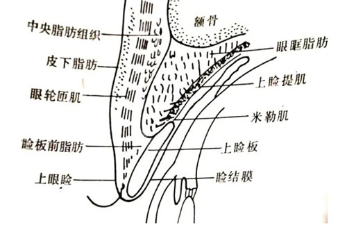 双眼皮结构图 双眼皮结构图