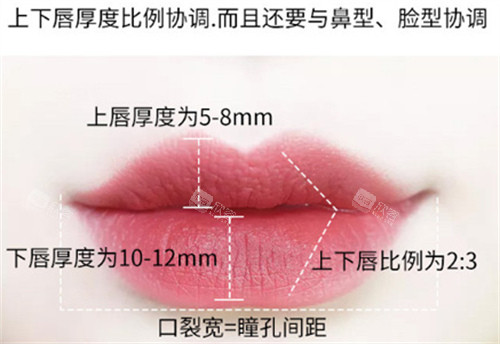 唇部比例图示 唇部比例图示