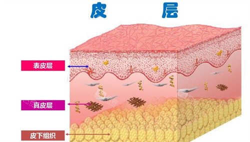 皮肤层结构图