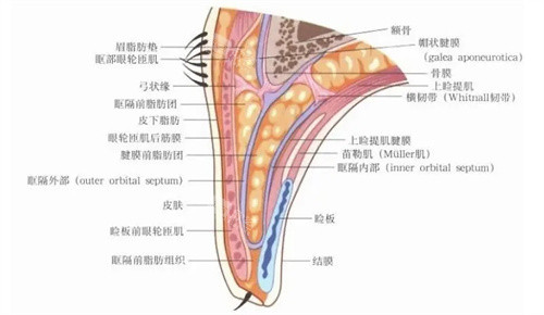 双眼皮结构示意图 双眼皮结构示意图