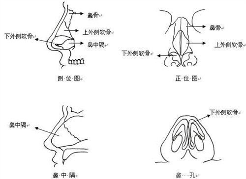 鼻部侧面结构图 鼻部侧面结构图