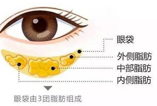 眼睛部位解析图 眼睛部位解析图