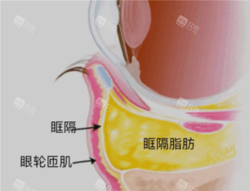眼部结构图示