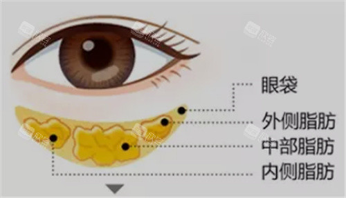 眼睛部位展示图